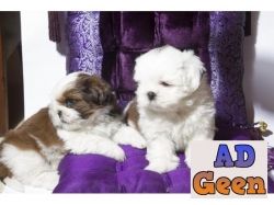 used Shih tzu pups available  ready for new Home 9916672339 for sale 
